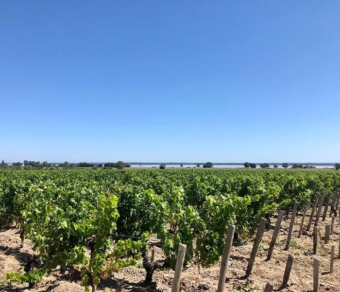 Carrossel Produtores - Léoville Las Cases 02