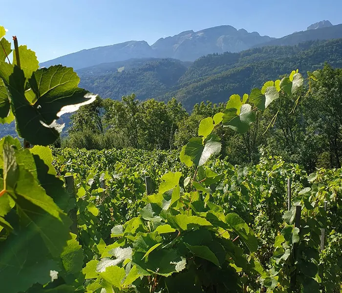 Carrossel Produtores - Dureuil-Janthial 03