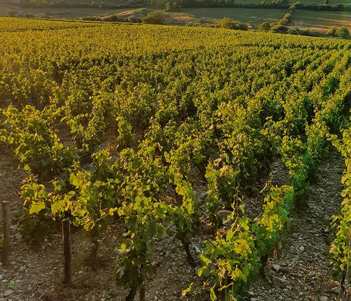 Carrossel Produtores - Dureuil-Janthial 07