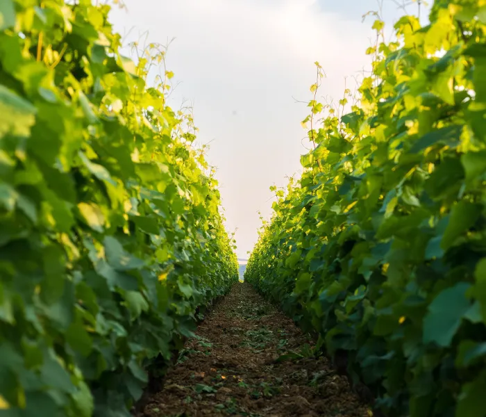 Carrossel Produtores - François Carillon 06