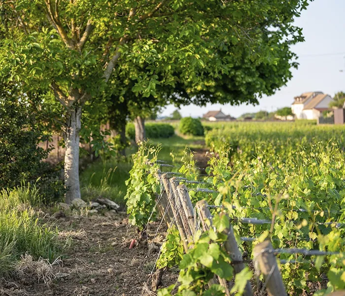 Carrossel Produtores - François Carillon 09