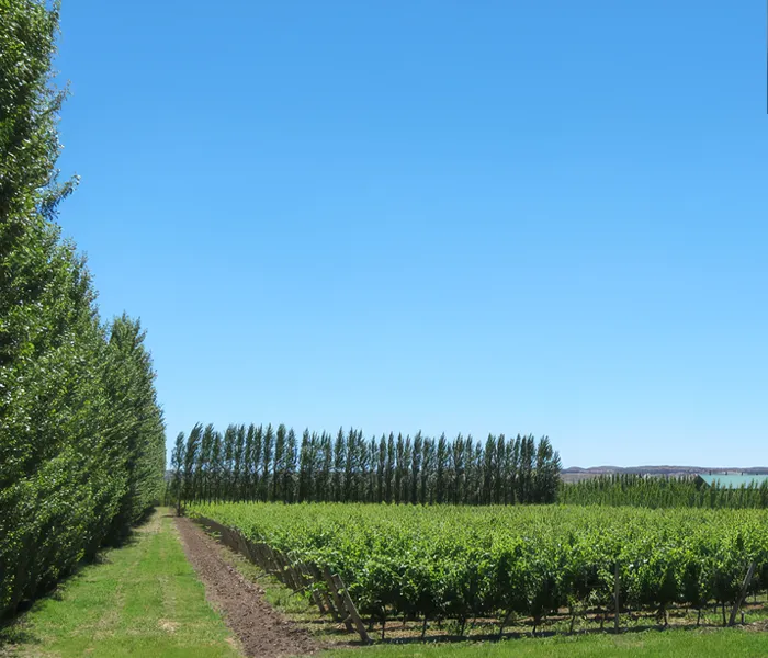 Carrossel Produtores - Chacra 03