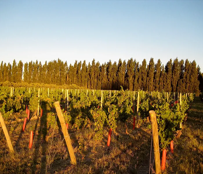 Carrossel Produtores - Chacra 05