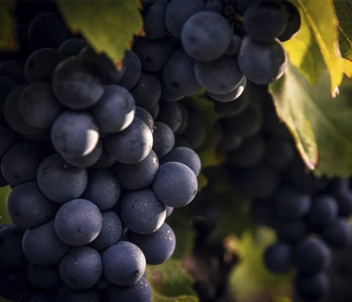 Carrossel Produtores - Chacra 07