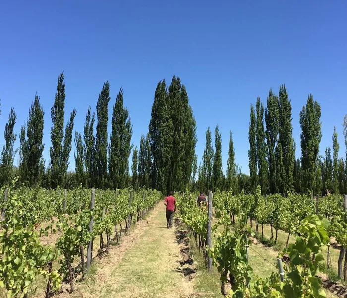 Carrossel Produtores - Chacra 08