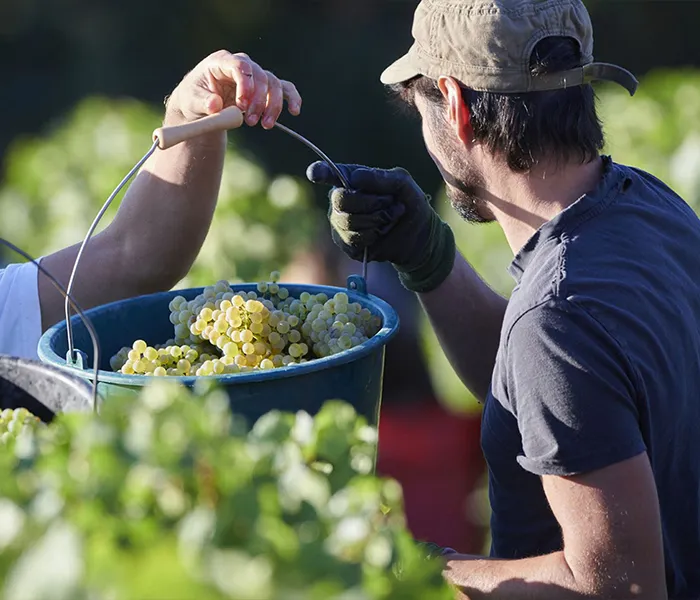 Carrossel Produtores - Olivier Merlin 06