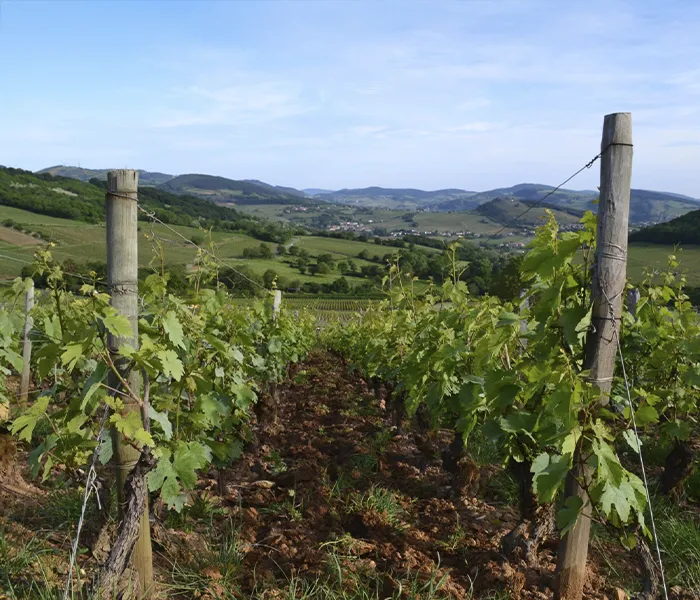 Carrossel Produtores - Olivier Merlin 08