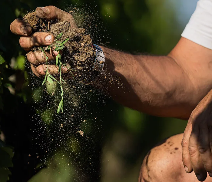 Carrossel Produtores - Clos Rougeard 01