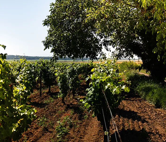 Carrossel Produtores - Clos Rougeard 04