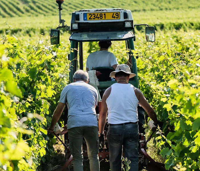 Carrossel Produtores - Clos Rougeard 05