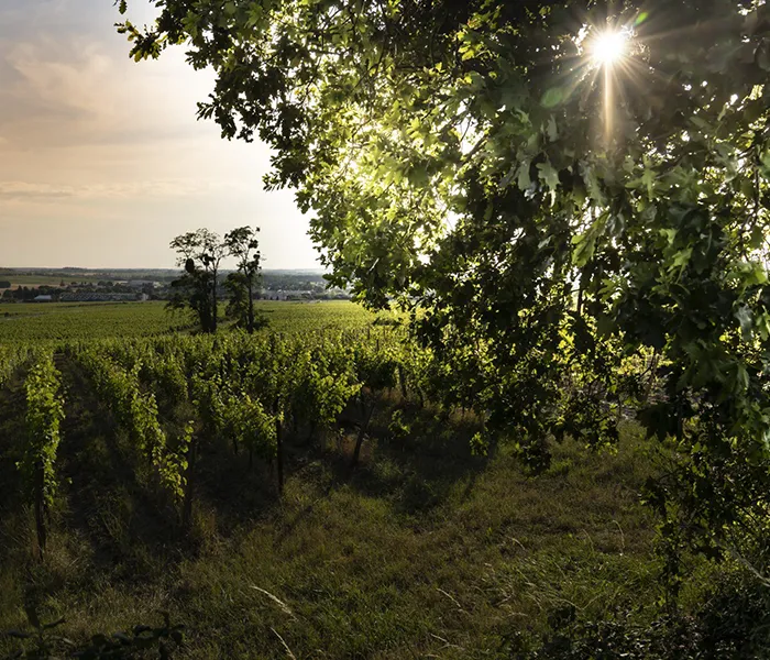 Carrossel Produtores - Clos Rougeard 06