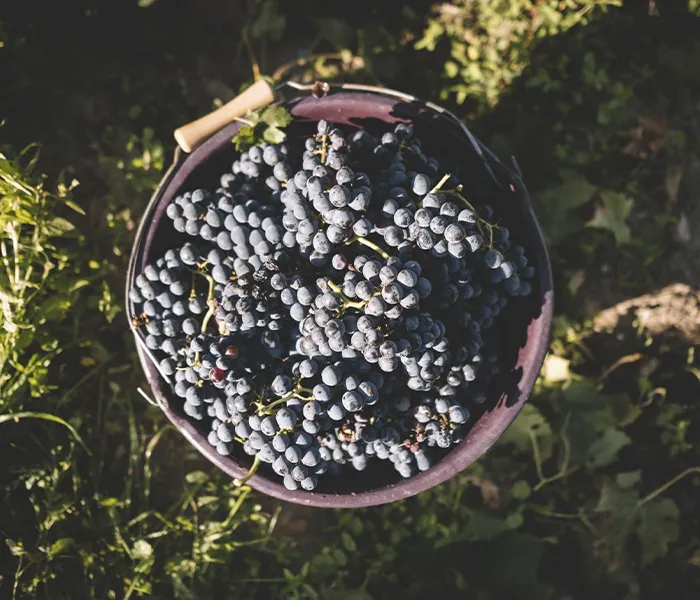 Carrossel Produtores - Clos Rougeard 08