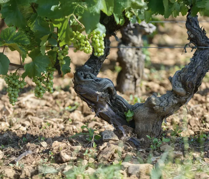 Carrossel Produtores - Château des Quarts 06