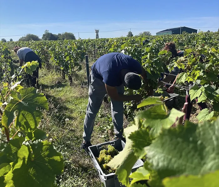 Carrossel Produtores - Domaine de la Pierre Gravée 02
