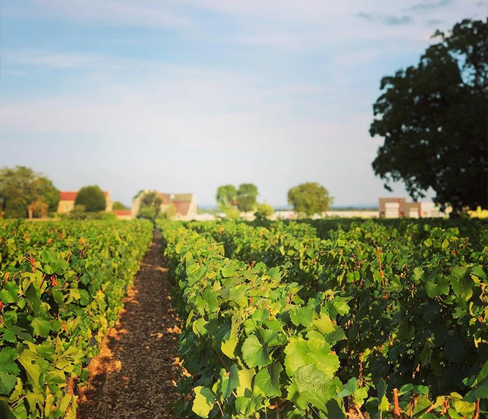 Carrossel Produtores - Henri Rebourseau 02