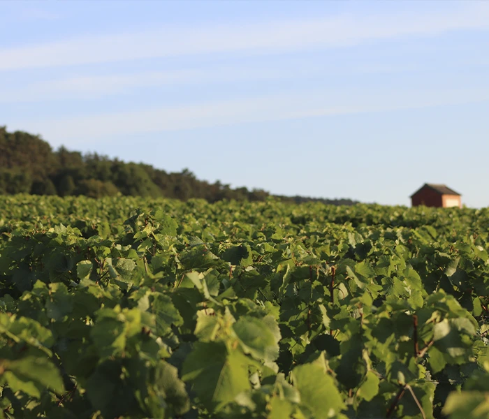 Carrossel Produtores - Henri Rebourseau 04