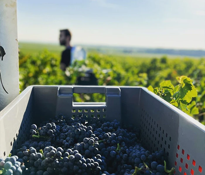 Carrossel Produtores - Henri Rebourseau 06