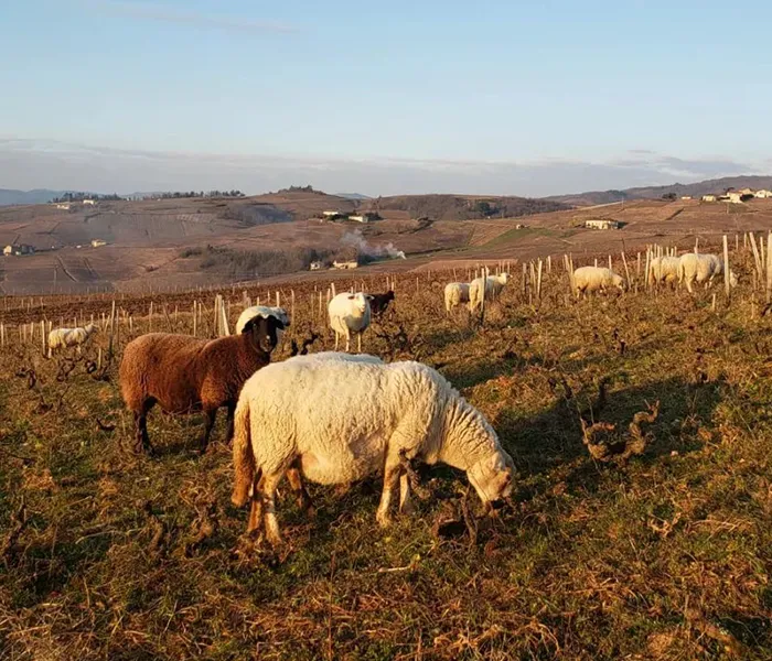 Carrossel Produtores - Lafarge Vial 09
