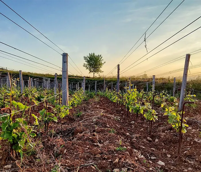 Carrossel Produtores - Michel Lafarge 08