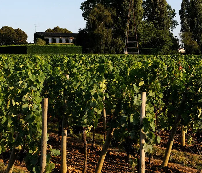 Carrossel Produtores - Trotanoy 04