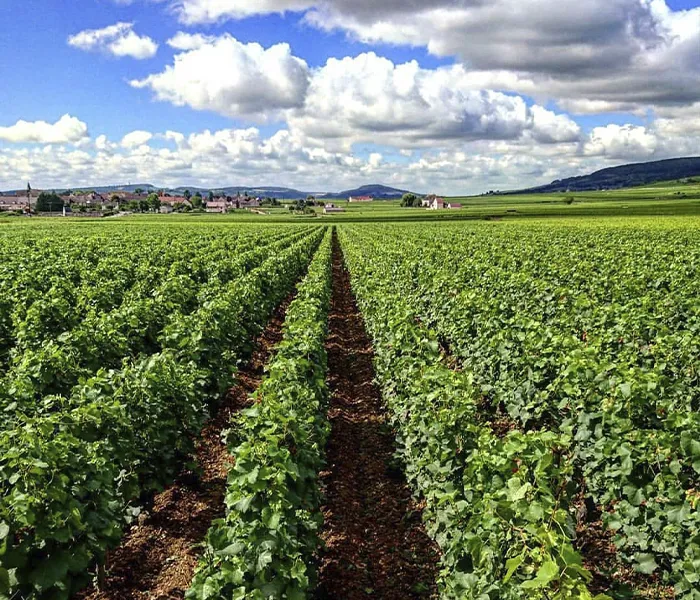 Carrossel Produtores - Alain Chavy 02