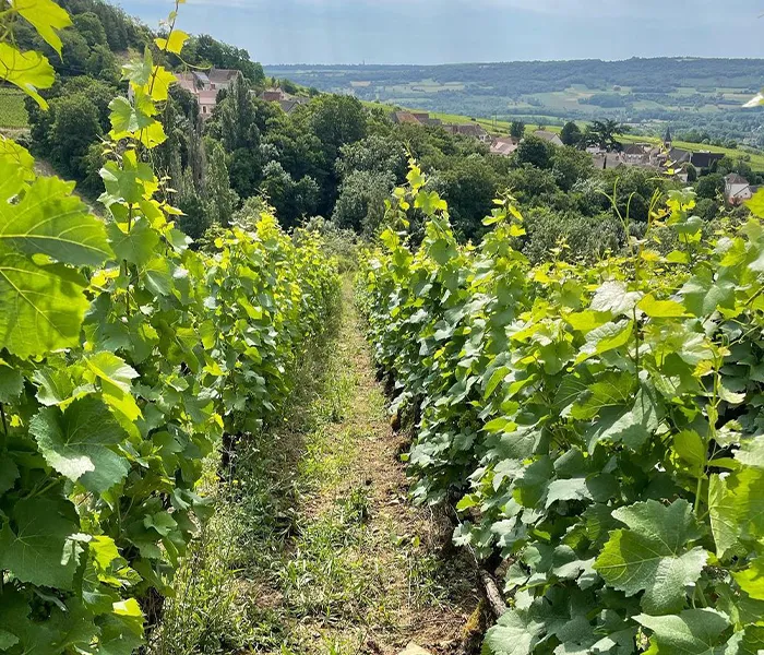 Carrossel Produtores - Cassiopée 03