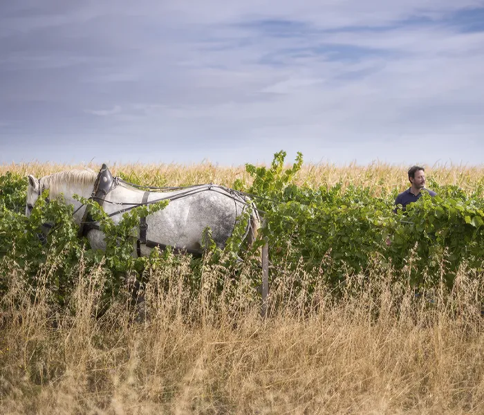 Carrossel Produtores - Chanterêves 02