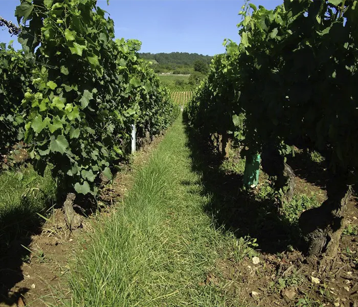 Carrossel Produtores - Chanterêves 04