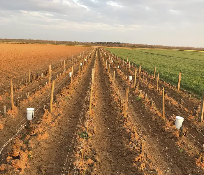 Carrossel Produtores - Chanterêves 07