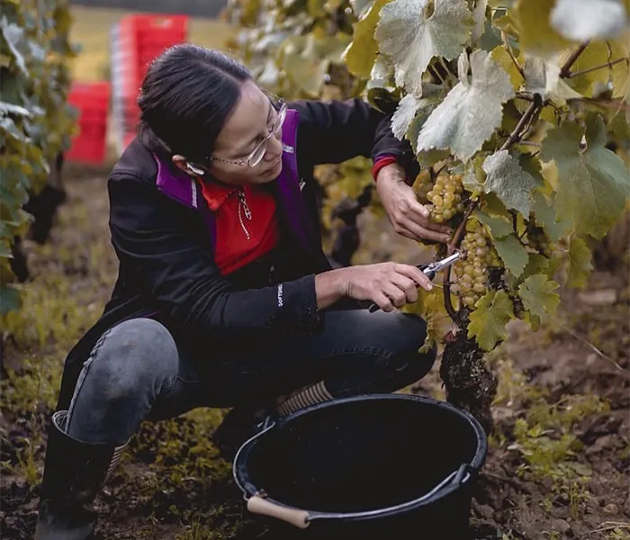 Carrossel Produtores - Chanterêves 08