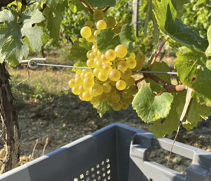 Carrossel Produtores - Chanterêves 09