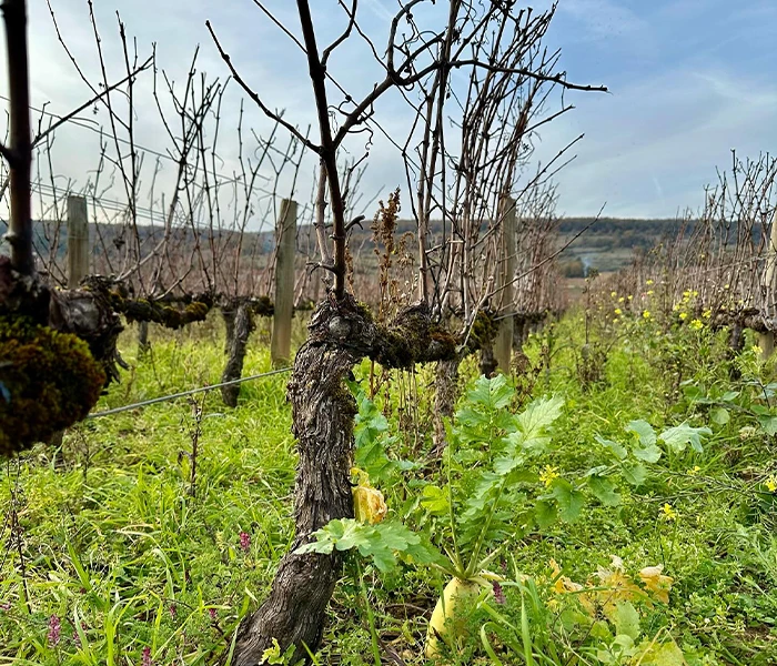 Carrossel Produtores - Fernand & Laurent Pillot 04