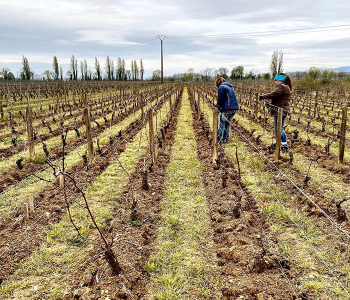 Carrossel Produtores - Fernand & Laurent Pillot 06