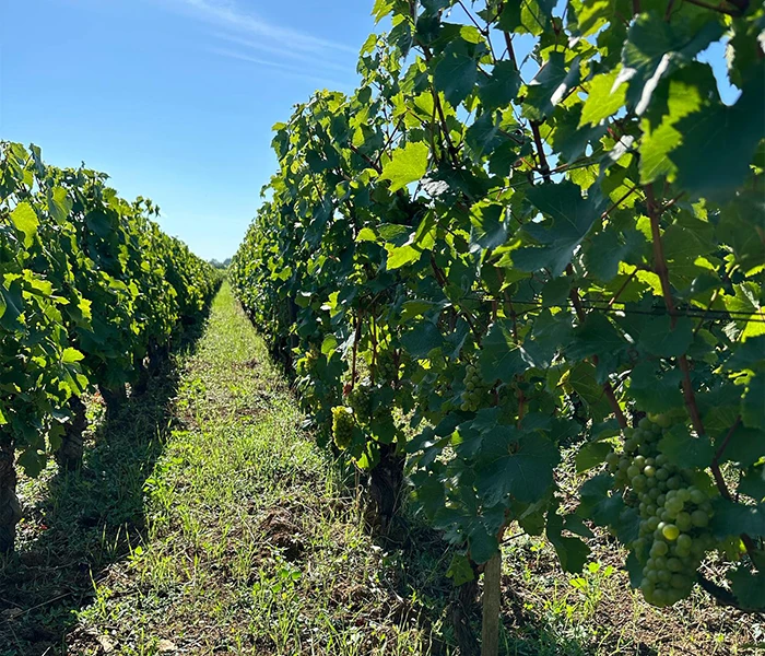 Carrossel Produtores - Fernand & Laurent Pillot 09