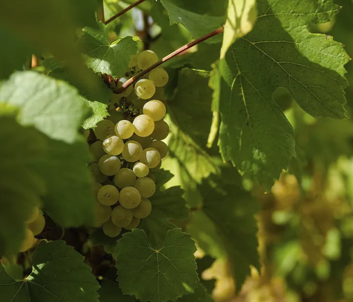 Carrossel Produtores - François Carillon 03