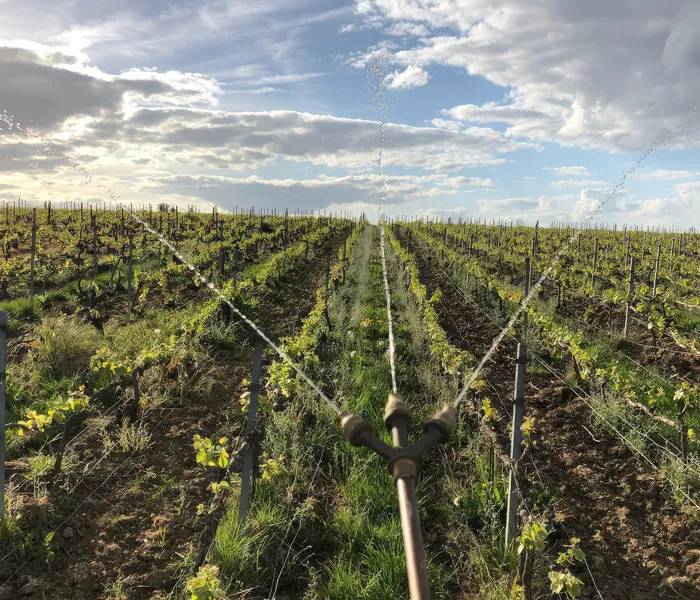 Carrossel Produtores - Adrien Renoir 02