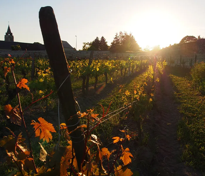 Carrossel Produtores - Domaine du Bel Air 04