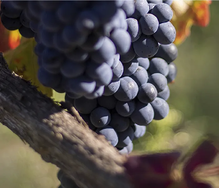 Carrossel Produtores - Domínio do Açor 03