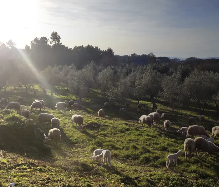 Carrossel Produtores - Domínio do Açor 06