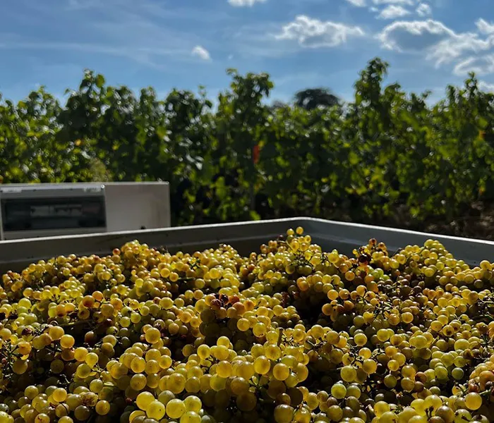 Carrossel Produtores - Dujac 03