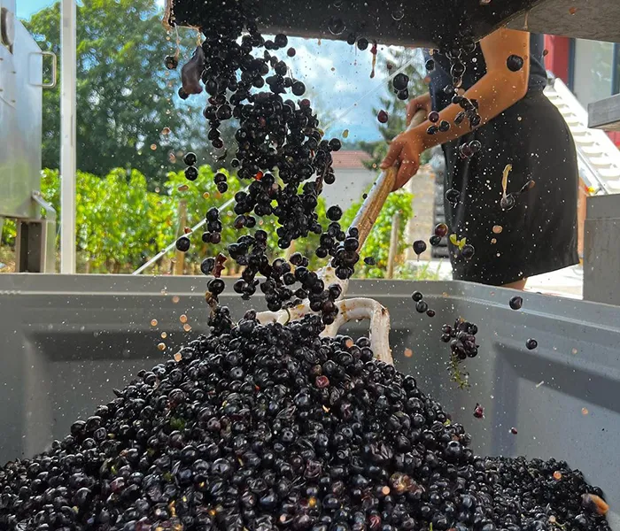 Carrossel Produtores - Dujac 08