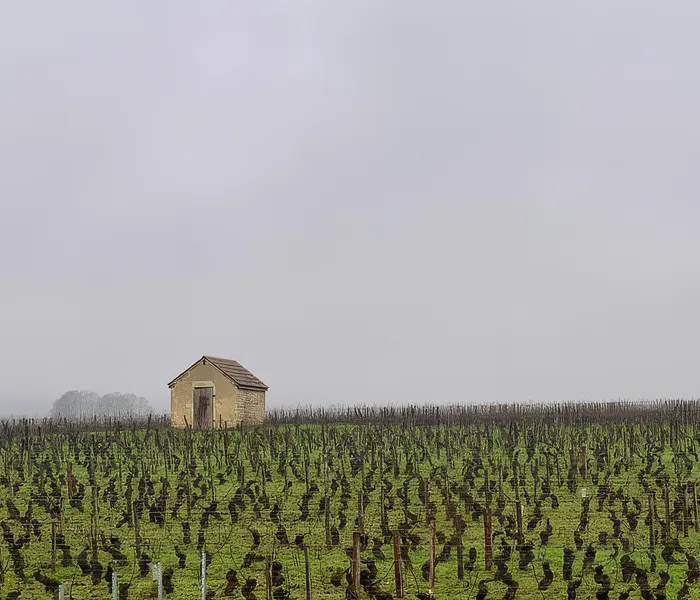 Carrossel Produtores - Dujac 09