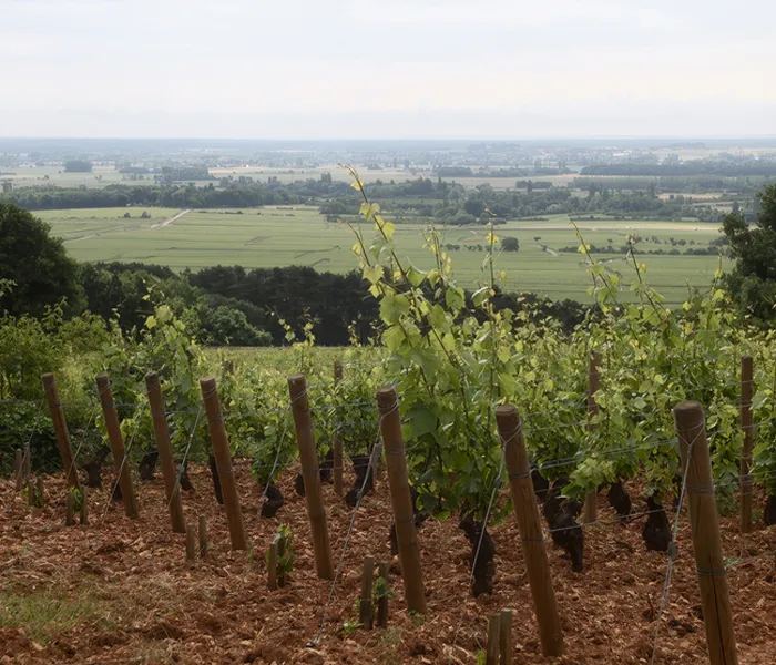 Carrossel Produtores - Etienne Sauzet 03