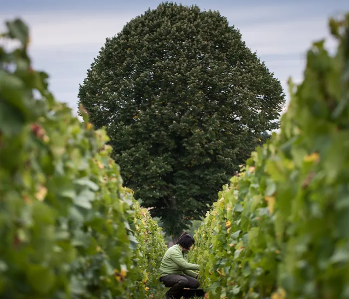 Carrossel Produtores - Roulot 09