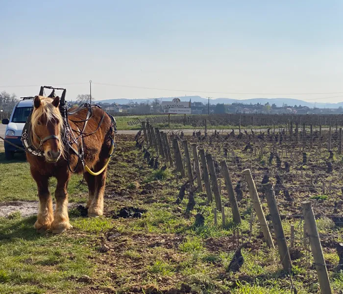 Carrossel Produtores - Tessier 02