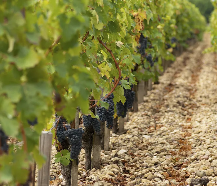 Carrossel Produtores - Tronquoy 02