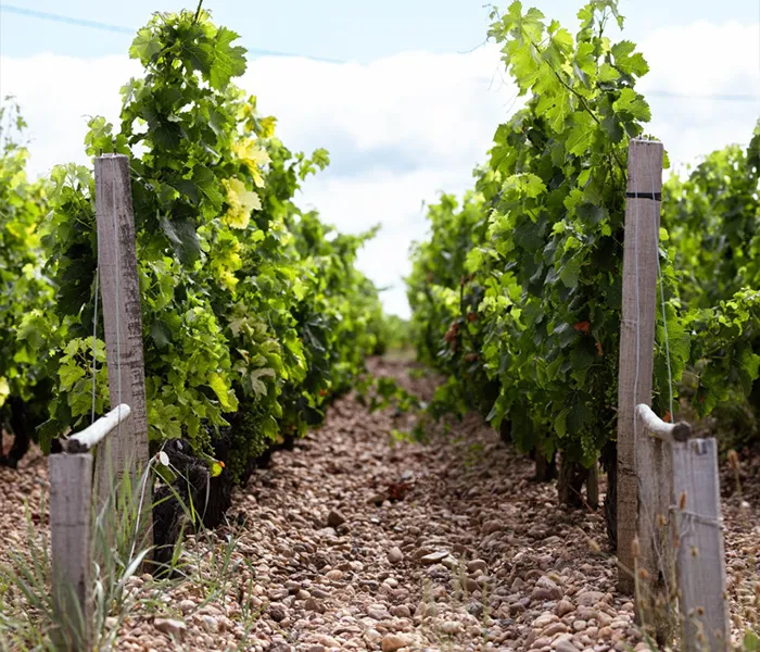 Carrossel Produtores - Tronquoy 08