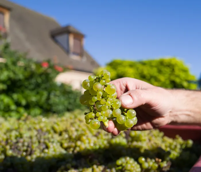 Carrossel Produtores - Antoine Jobard 02