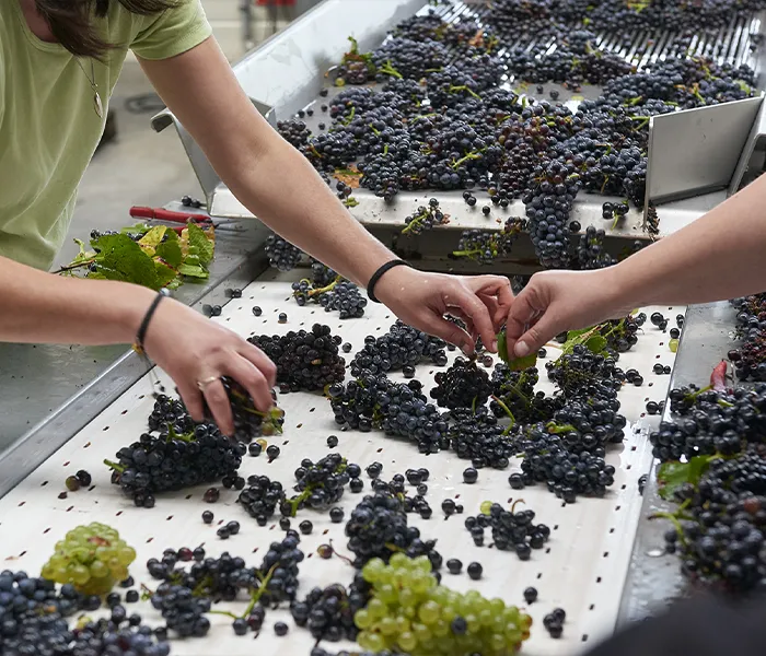 Carrossel Produtores - René Bouvier 03