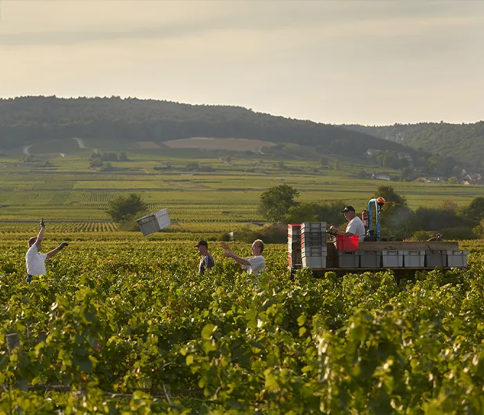 Carrossel Produtores - René Bouvier 07